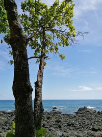 Tree by sea against sky