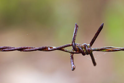 Close-up of barbed wire on twig