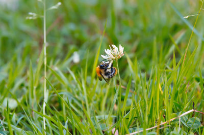 Close-up of bee pollinating on flower