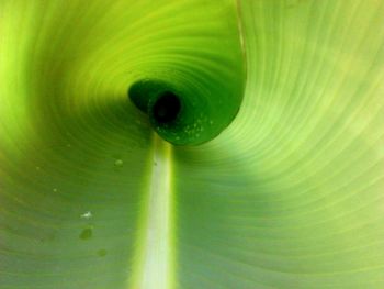 Full frame shot of green leaf