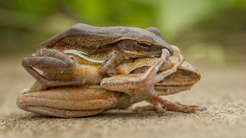 Close-up of frog on land