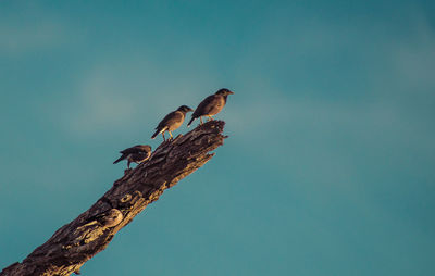 Bird perching on a tree