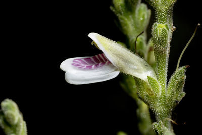 Close-up of flowering plant against black background