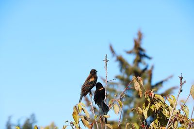 Low angle view of bird perching on tree  against sky