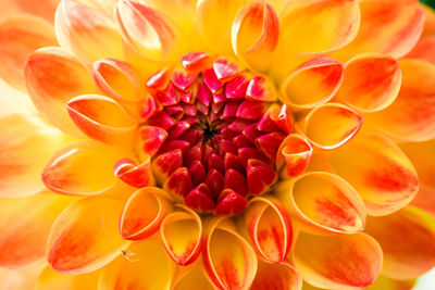 Close-up of yellow dahlia