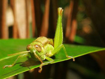 Close-up of insect on leaf