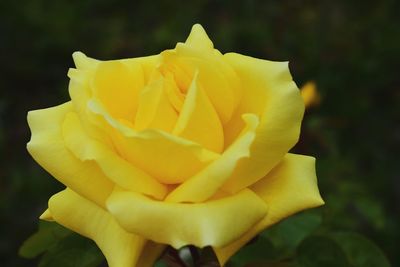 Close-up of yellow rose