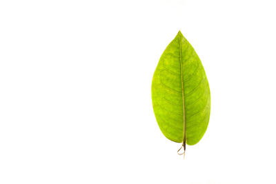 Close-up of green leaves against white background