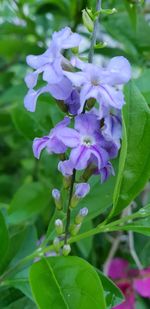 Close-up of purple flowering plant