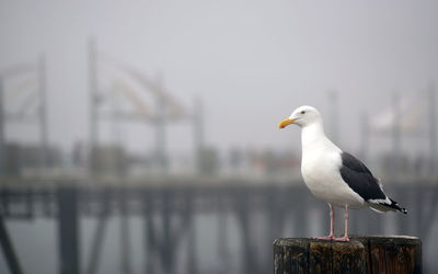 Close-up of bird perching on wall against sky