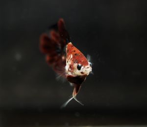 Close-up of fish swimming in sea