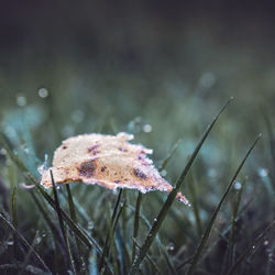 Close-up of fly agaric mushroom