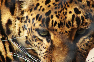 Close-up portrait of a big cat