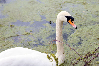 Close-up of swan