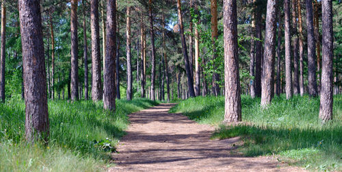 Trail amidst trees in forest