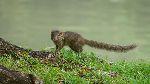 Side view of an animal on land