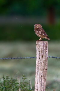 Owl perching on wooden fence