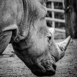 Close-up of rhinoceros on field at zoo