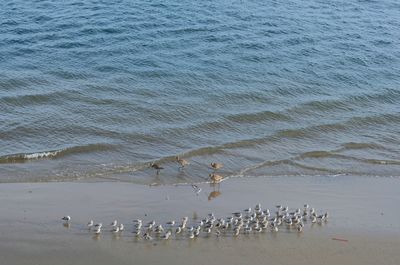 High angle view of birds on beach