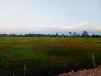 Scenic view of agricultural field against sky