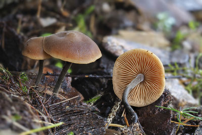 Close-up of mushrooms growing on field
