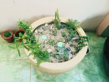 High angle view of potted plants on table