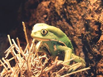 Close-up of frog