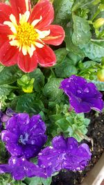 High angle view of purple flowers blooming outdoors