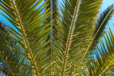 Low angle view of palm tree