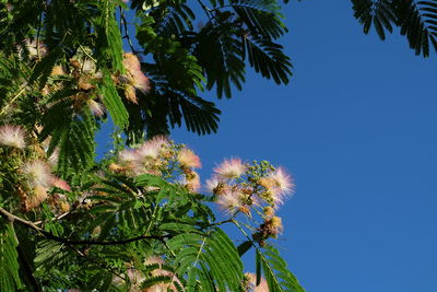 Low angle view of flowering plants against clear blue sky