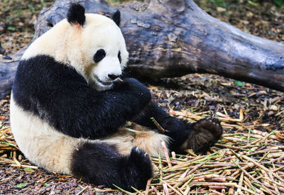 View of a panda