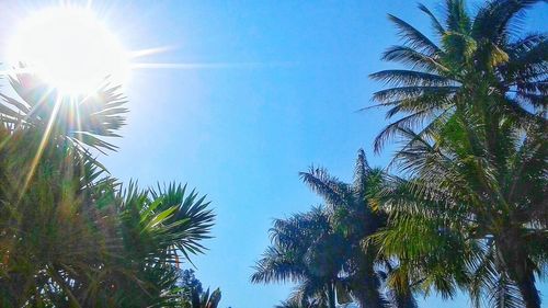 Low angle view of trees against blue sky