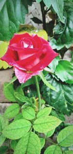 Close-up of red rose plant