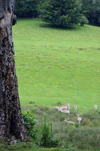 High angle view of trees on field