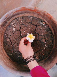 Close-up of hand holding flowers