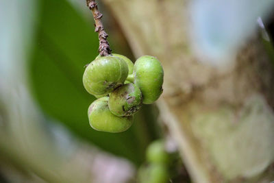 Close-up of berries growing on plant