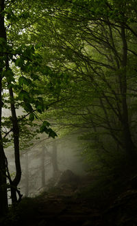 Trees in forest