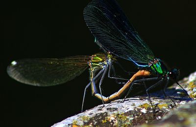 Detail shot of insect against black background