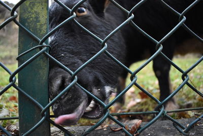 Close-up of horse seen through chainlink fence