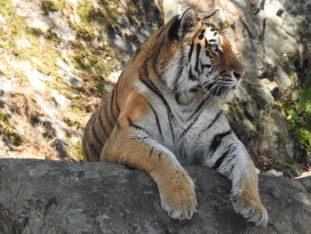 Cat lying on rock