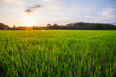 Scenic view of field against sky during sunset