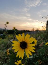 Close-up of yellow flowers blooming on field