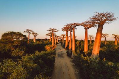 Road amidst trees against clear sky