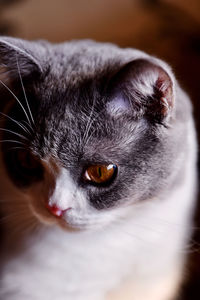 Close-up portrait of cat