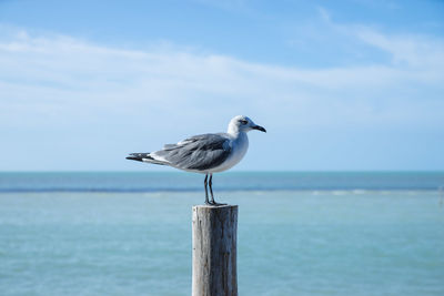 Seagull perching on wooden post in sea