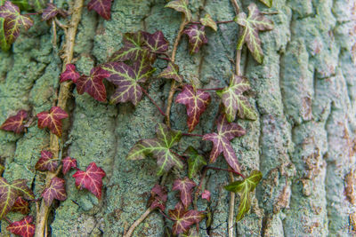 Close-up of ivy on tree trunk