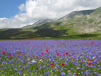Scenic view of flowering plants on field by mountains against sky