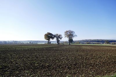 Trees on field against sky