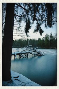 View of snow covered trees