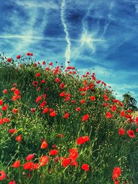 Close-up of poppy flowers against sky